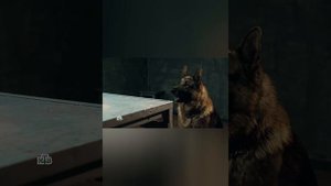 Никита Панфилов (Максим Максимов) и Пёс из сериала Пёс