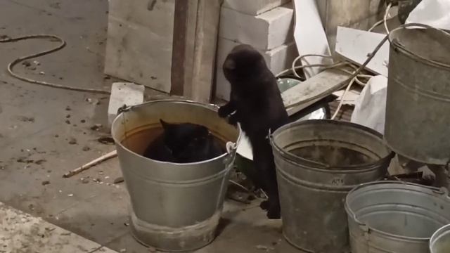 КОТАН-ПРОДУМАН или кошачьи секретики?/Приколы с животными смотреть онлайн