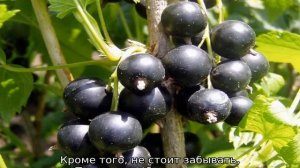 Смородина Титания