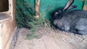 Елка и сосна кроликам.Бесплатные витамины и отличный корм.Кролики породы бельгийские великаны-фландр