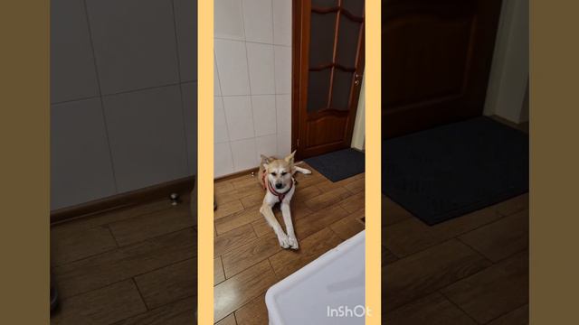 История выздоровления Енисея породы акита-ину, с диагнозом атопический дерматит @Zoovetdoctor смотреть онлайн