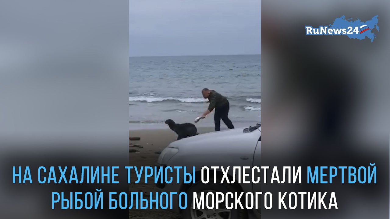 На Сахалине туристы отхлестали мертвой рыбой больного морского котика