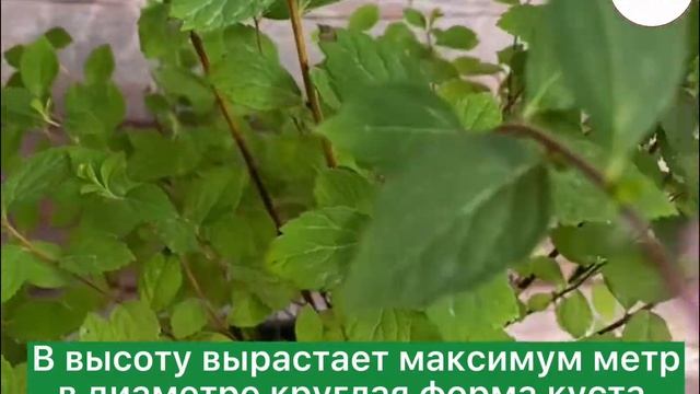 ?СПИРЕЯ ЯПОНСКАЯ ШИРОБАНА?
