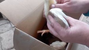 Курочка или Петух, два испытанных метода #какопределитькурицаилипетух