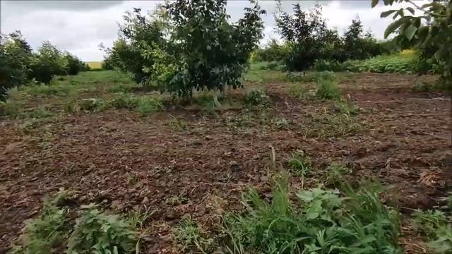 Сад ореха сорта Чандлер на шестом году.