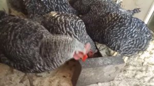 Очки для кур Лучший метод от расклева!