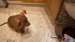 Как воспитывать питбуля. How to raise a pit bull