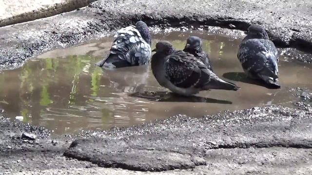 Голуби купаются в луже и почему голуби купаются в луже весной смотреть онлайн