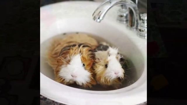 Можно ли мыть морских свинок? смотреть онлайн