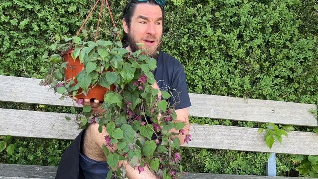 Rhodochiton Pflanze erklärt смотреть онлайн