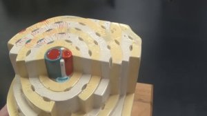 Osteon Model (Compact Bone)