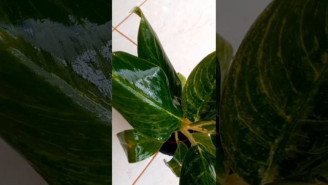 Aglaonema Queen #aglaonema #plantasdeinterior #plantasdecorativas