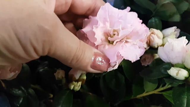 Платикодон, нимфея, физалис, диантус, калибрахоа, азалия, циния, лаванда, орхидеи. смотреть онлайн