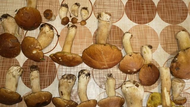 Грибы в Карпатах. Осень 2022.? смотреть онлайн