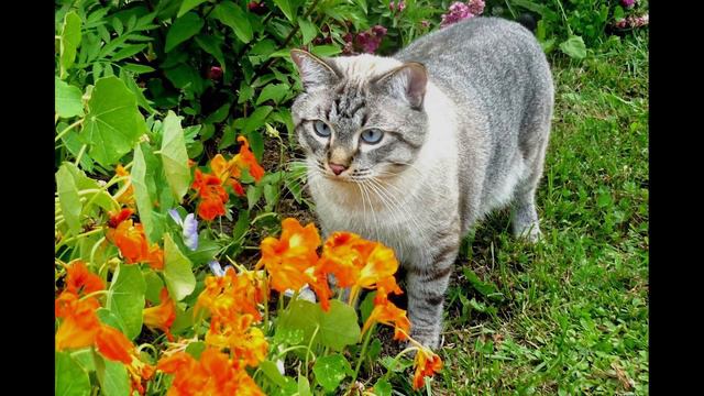 Уход За Кошкой смотреть онлайн