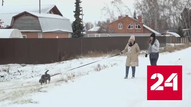 Дворняга из Омска отправится к новым хозяевам в Португалию - Россия 24 