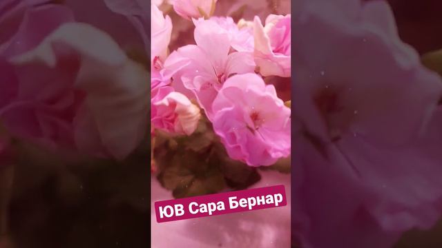 Чарующая ЮВ Сара Бернар