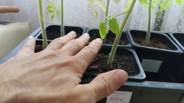 Какой должен быть грунт для рассады томатов? смотреть онлайн