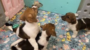 Джеки-Джеки! Щенок девочка Джек Рассел терьер