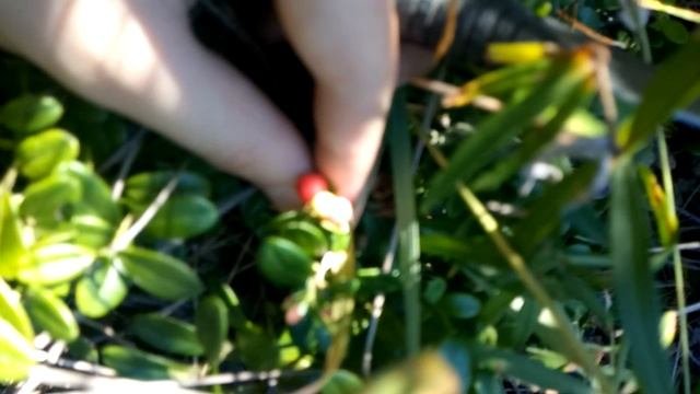 как растет брусника