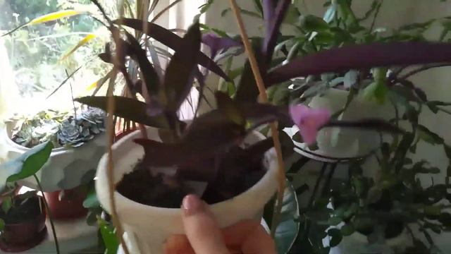 Мои цветочки 🌺🍂🌼🍁🌹в ноябре😍, только цветущие🌺🌹🌵🏵️!