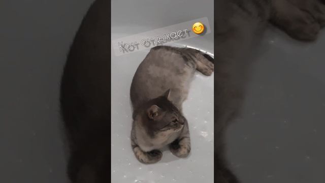 Кот отдыхает? а где спит ваш кот? смешные коты)))