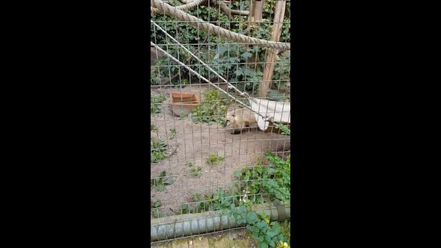 ЗооПарк в Городском Парке!!!!!!