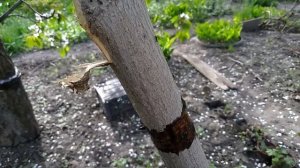 Защита деревьев от тли и муравьев