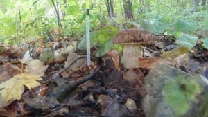 Как растут грибы. Посуточное наблюдение за ростом.