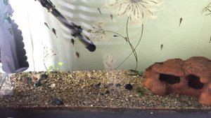 Гуппи Московские голубые и голубые неоновые пецилии