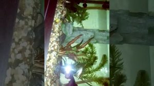 Полосатый  платидорас  и  синодонтис