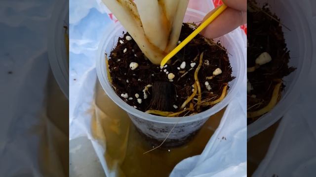 Аглаонема Seedthee angthong с гостями/ Чем и как обрабатываю смотреть онлайн