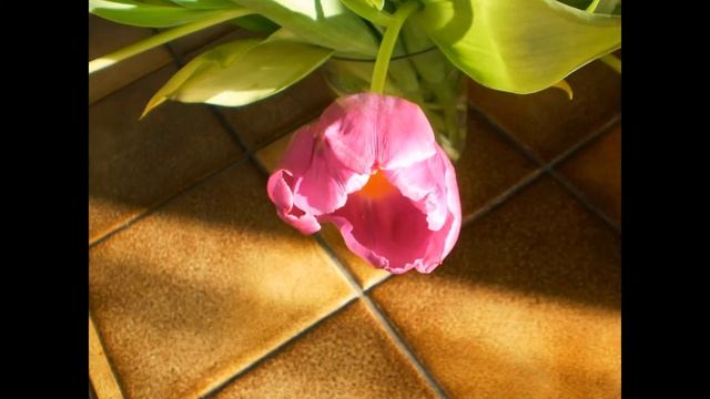 Тюльпаны в вазе смотреть онлайн