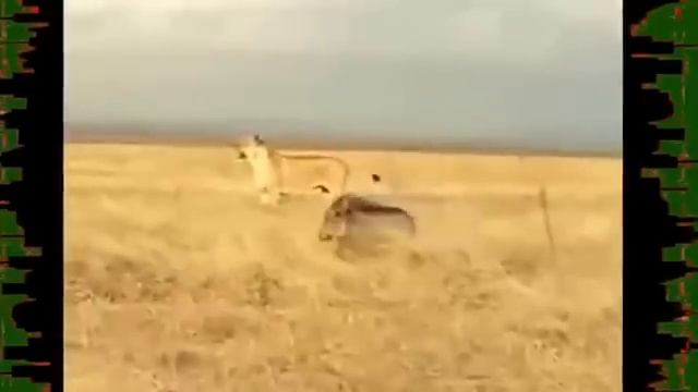 Приколы с Дикими Кабанами и Другими Животными. смотреть онлайн