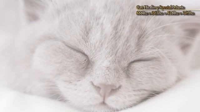 888Hz | 猫が潜在意識から安らぐ音楽 | 猫のお留守番のための周波数｜猫の不安を取り除く528Hz+888Hz.Cat Healing Special Frequency смотреть онлайн