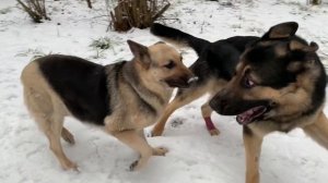 East European Shepherds | Восточноевропейские овчарки (вео) walking in the forest |Music compilatio