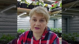 Бегония элатиор, технология запуска бегонии в цветение.