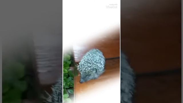 ежик в тумане? смотреть онлайн