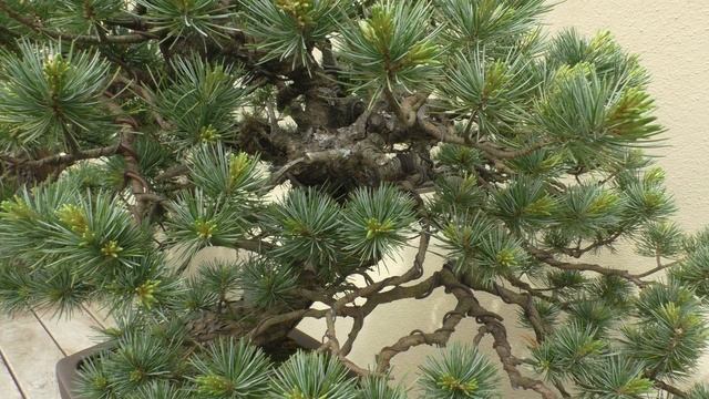 Brooklyn Botanic Garden in pictures. смотреть онлайн