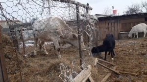 Козы завтракают, февраль 2023 год?