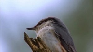 ПОПОЛЗЕНЬ ОБЫКНОВЕННЫЙ - очень запасливая и трудолюбивая птица, к тому же отменный древолаз!