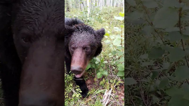 Буржуй идёт в ресторан. Медведь.