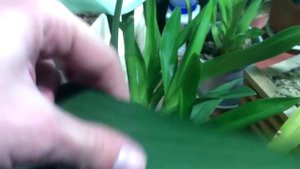 Определяем камбрии без цветов. Свойства и различия групп гибридов