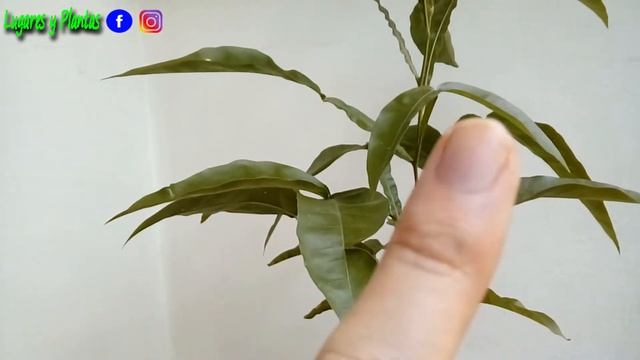 Árbol de Mamoncillo ??? ACTUALIZACIÓN - Mamón quenepa huaya genipe spanish lime Melicoccus bijugatu смотреть онлайн