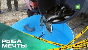 Ты — рыба моей мечты. В озеро Большой Кременкуль выпустили 5 тысяч сазанов