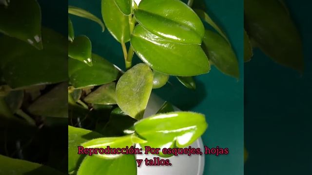 Peperomia Scandens Green смотреть онлайн
