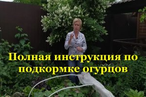 Полная инструкция по подкормке огурцов