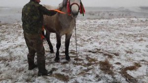 ЛОШАДИ🐎 КАК МЫ С ЖЕРЕБЦОМ ВЕРАСОМ СНЕЖНЫЙ ДУШ ПРИНЯЛИ😄