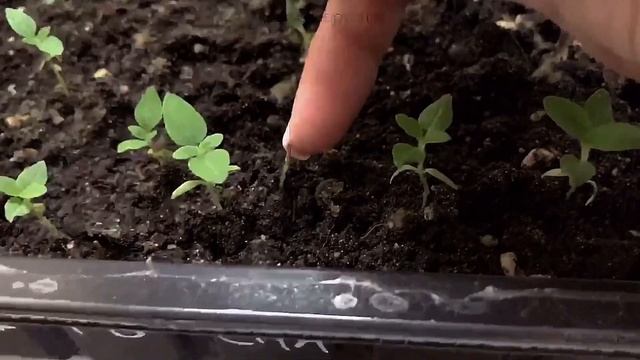 ВЕРБЕНА от ПОСЕВА до ЦВЕТЕНИЯ (от А до Я) #вербена #посеввербены #вербенацветёт смотреть онлайн