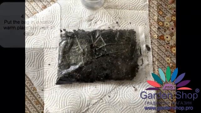 Comment planter une graine de magnolia (magnolia grandiflora) смотреть онлайн